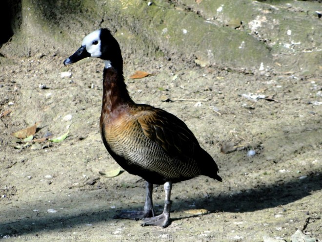 Photo de Canard dendrocygne