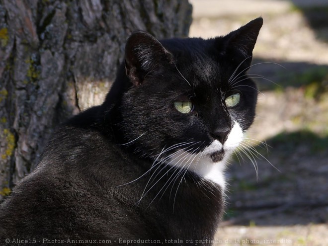 Photo de Chat domestique