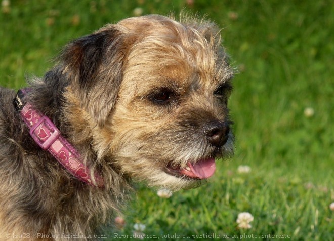 Photo de Border terrier