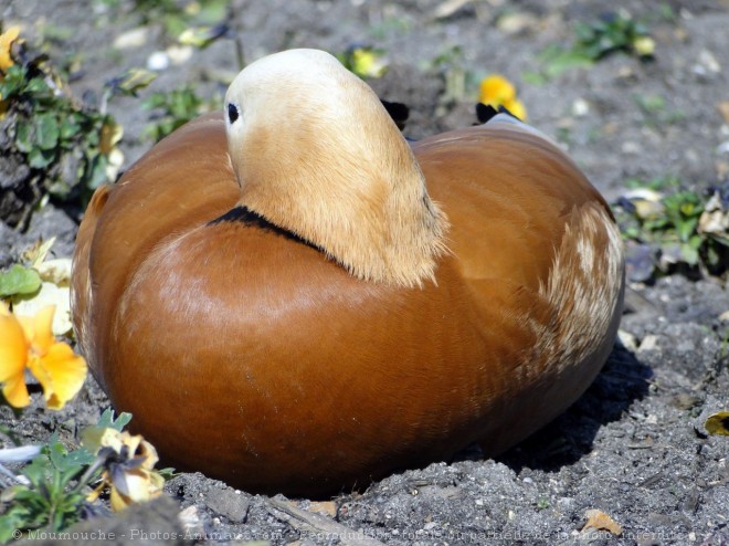 Photo de Canard tadorne casarca