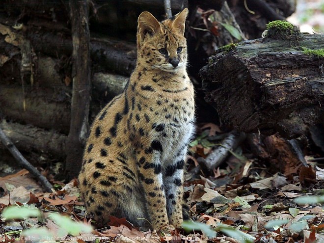 Photo de Serval