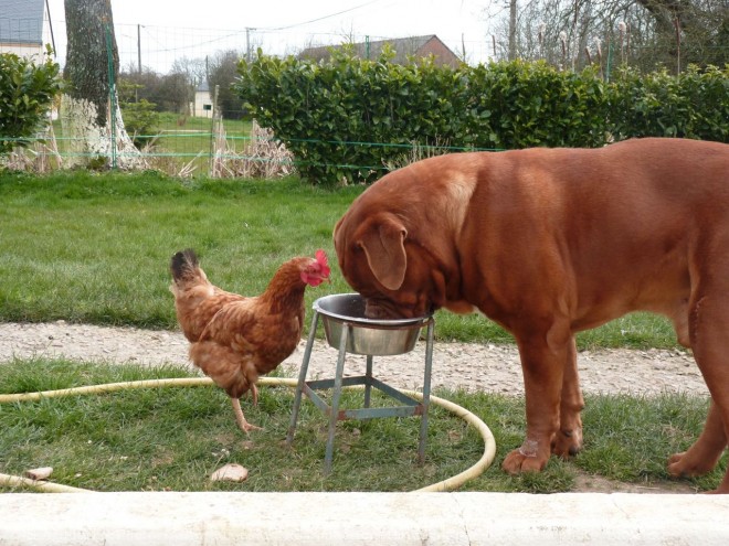 Photo de Dogue de bordeaux