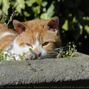 Photo de Chat domestique