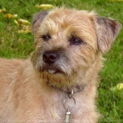 Photo de Border terrier