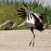 Photo de Grue couronne