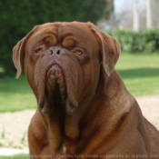 Photo de Dogue de bordeaux