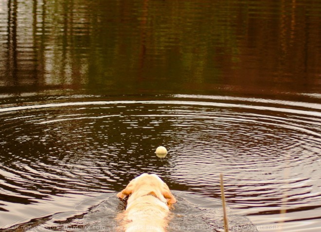 Photo de Labrador retriever