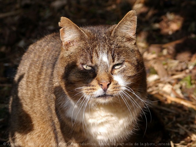 Photo de Chat domestique