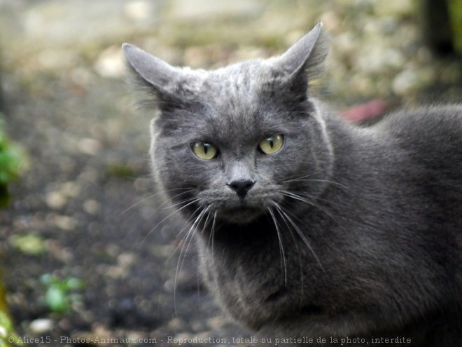 Photo de Chat domestique