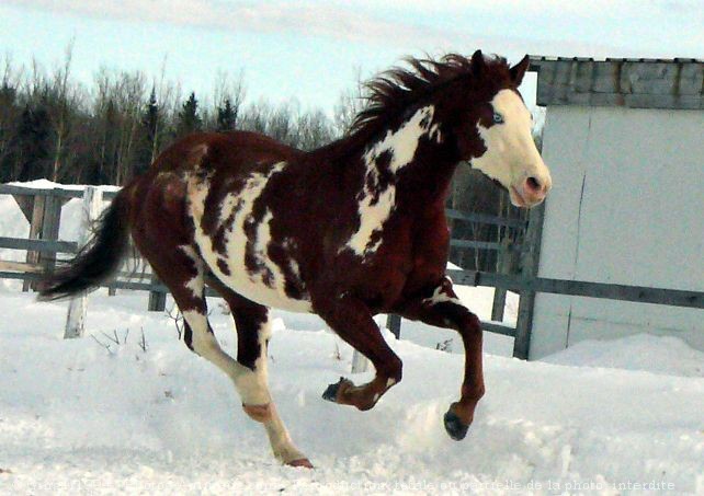 Photo de Paint horse