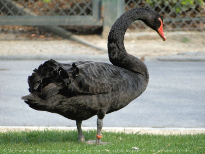 Photo de Cygne