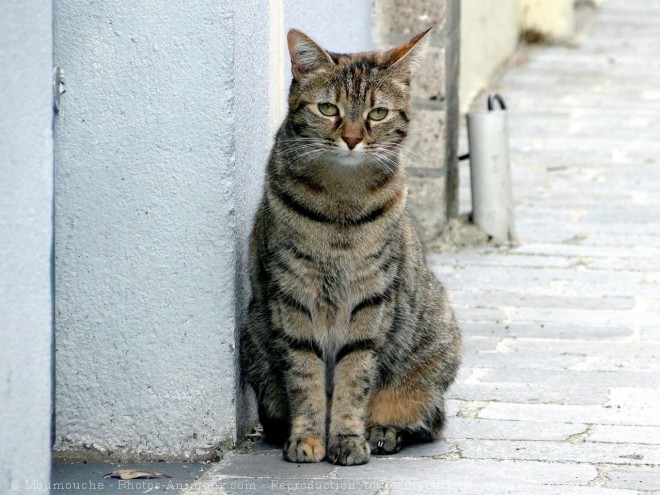 Photo de Chat domestique