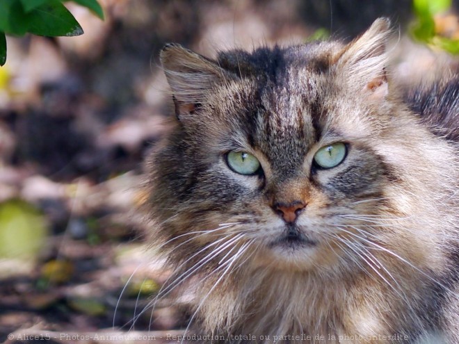 Photo de Chat domestique