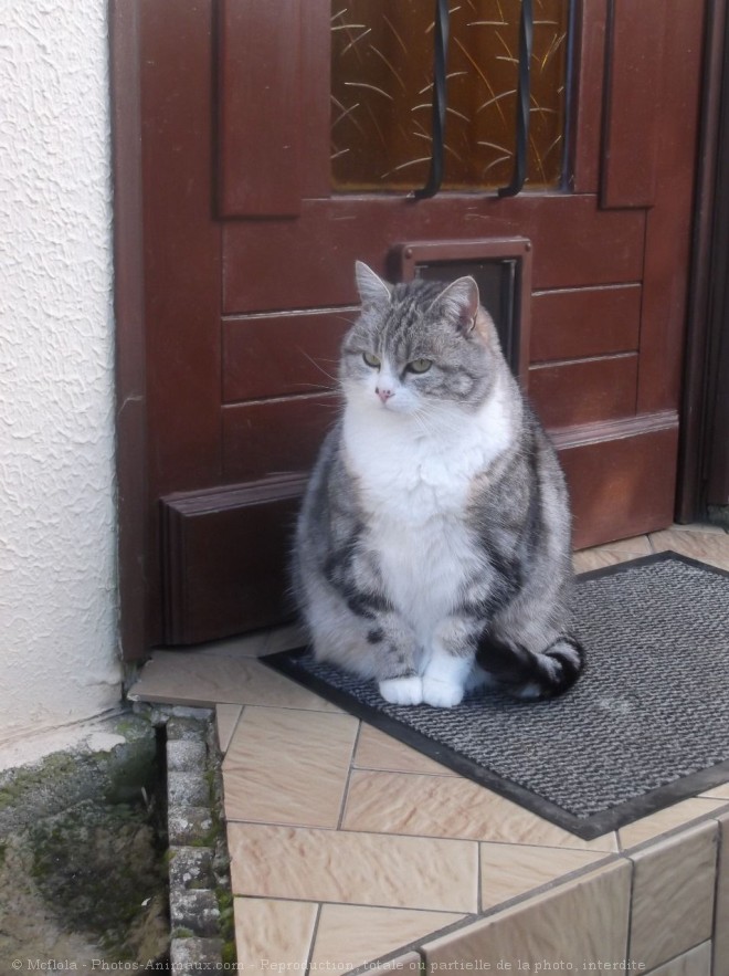 Photo de Chat domestique