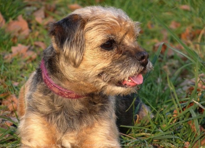 Photo de Border terrier