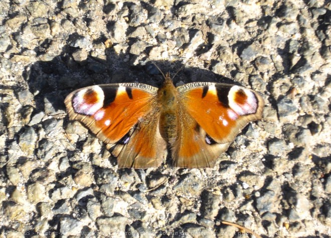 Photo de Papillon - paon du jour