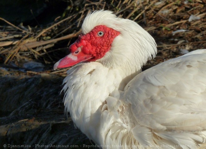 Photo de Canard de barbarie