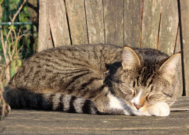 Photo de Chat domestique