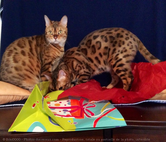 Photo de Bengal