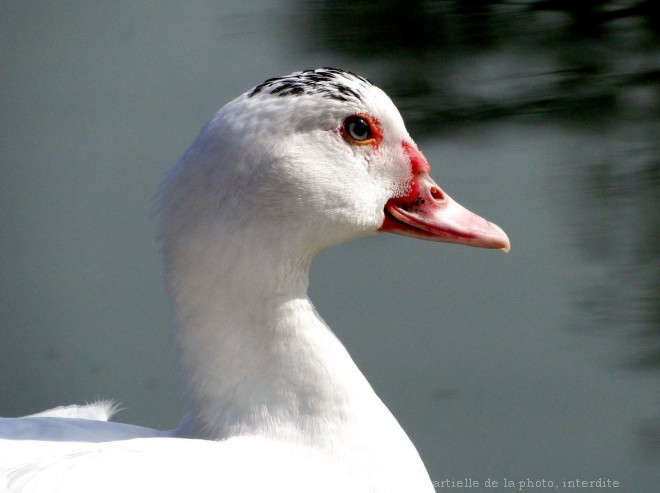 Photo de Canard de barbarie