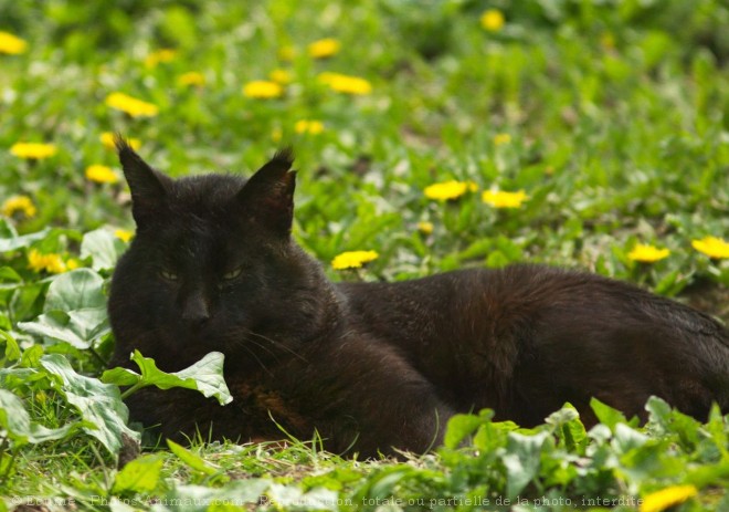 Photo de Chat des marais