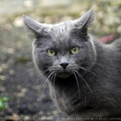 Photo de Chat domestique