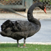 Photo de Cygne