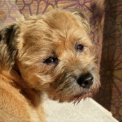 Photo de Border terrier