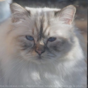 Photo de Sacr de birmanie