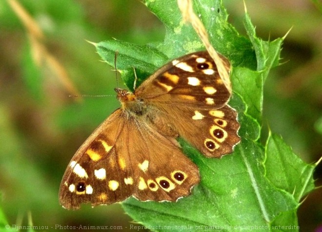 Photo de Papillon