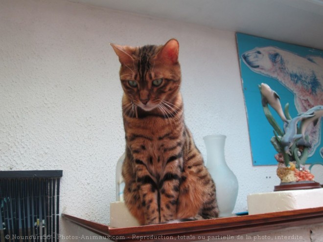 Photo de Bengal