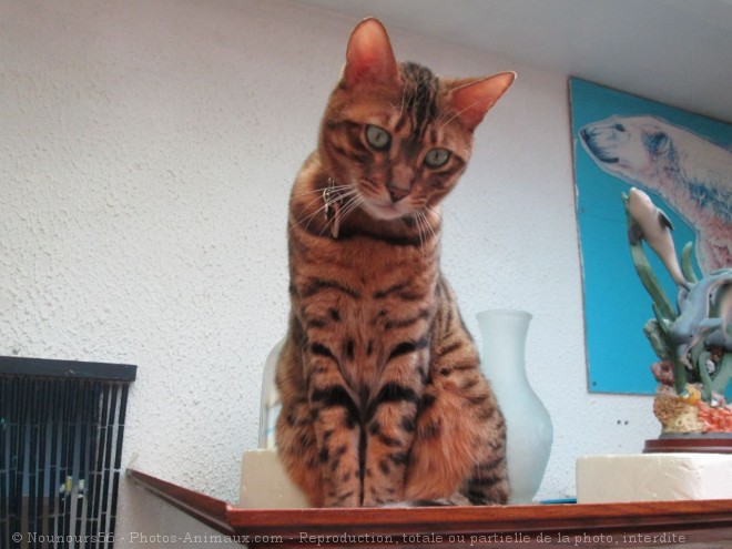 Photo de Bengal