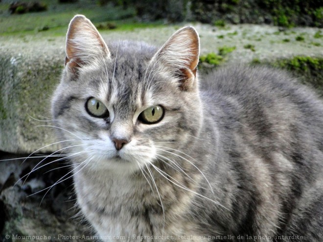 Photo de Chat domestique