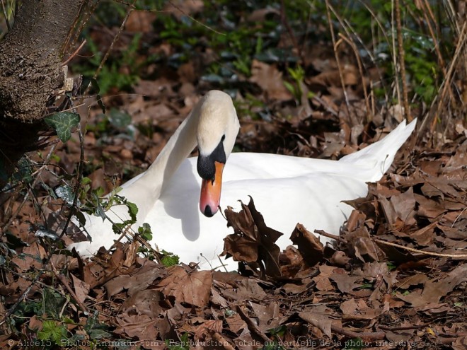 Photo de Cygne