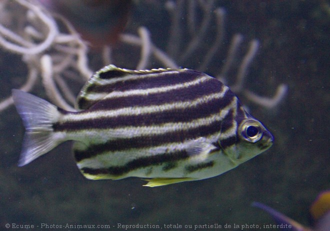 Photo de Poissons exotiques