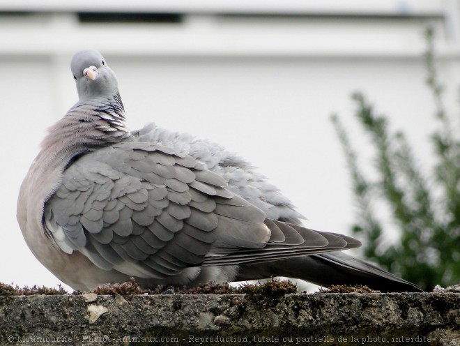 Photo de Pigeon - ramier