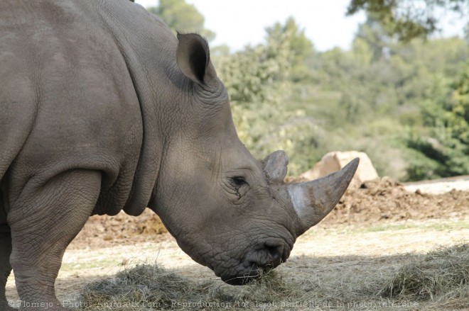 Photo de Rhinocros