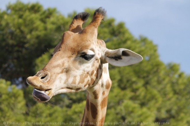 Photo de Girafe