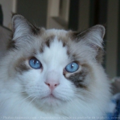 Photo de Ragdoll