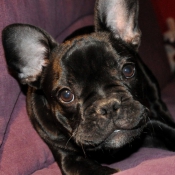 Photo de Bouledogue franais