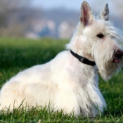 Photo de Scottish terrier