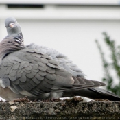 Photo de Pigeon - ramier