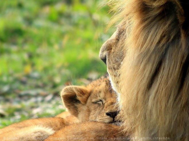 Photo de Lion