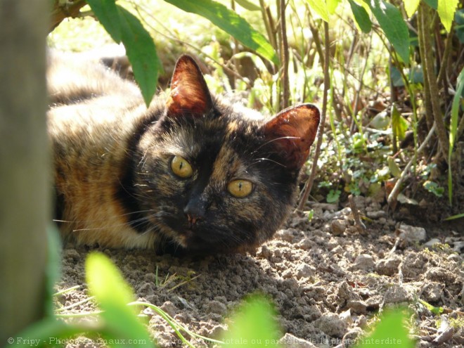 Photo de Chat domestique