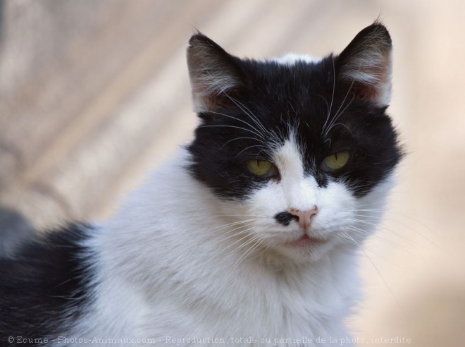 Photo de Chat domestique