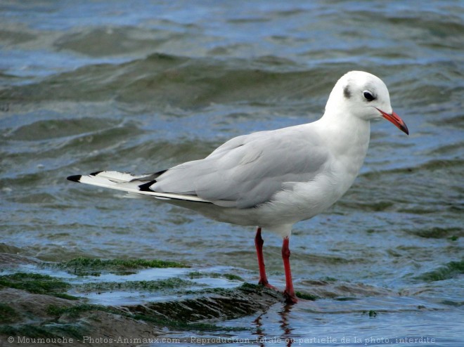 Photo de Mouette