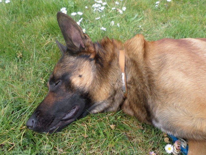 Photo de Berger belge malinois