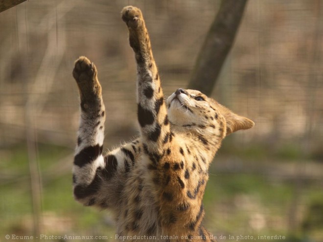 Photo de Serval