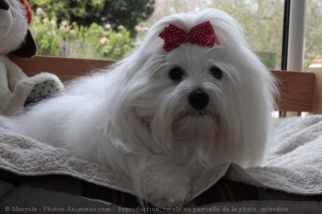 Photo de Coton de tulear