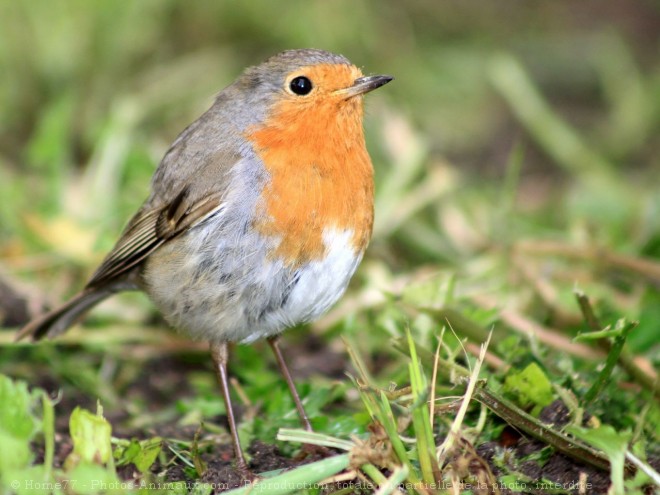 Photo de Rouge gorge